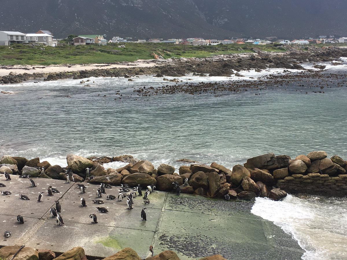 #penguinfestival <a href="/Cape_WhaleCoast/">WhaleCoast Selection</a> @WotzupCapeTown <a href="/WhaleCoastSA/">Cape Whale Coast</a>