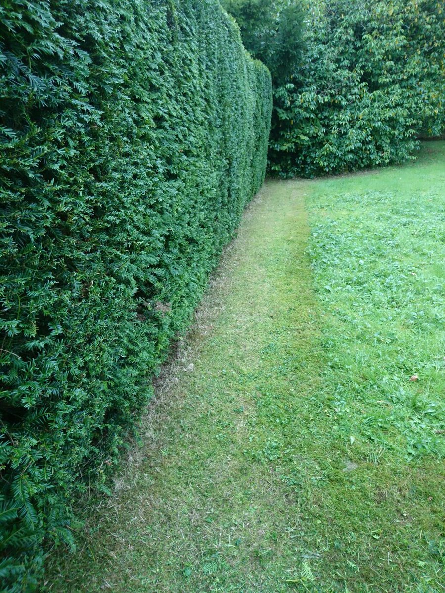 dg_trees's tweet photo. Nice little hedge trim #hedges #trimming #shaping https://t.co/DadwKUWLKN