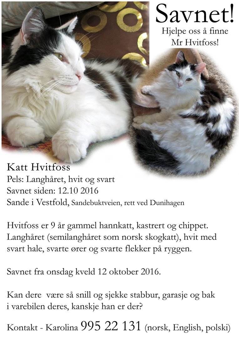 Karolina Węgrzyn 'Sirielle' on Twitter: "Missing- my cat! Min #katt er # Hvit og svart hannkatt, #Sande i #Vestfold https://t.co/3aRNDRp2Tp #dyrebar #savetkatt https://t.co/RmfRw4rP91" / Twitter