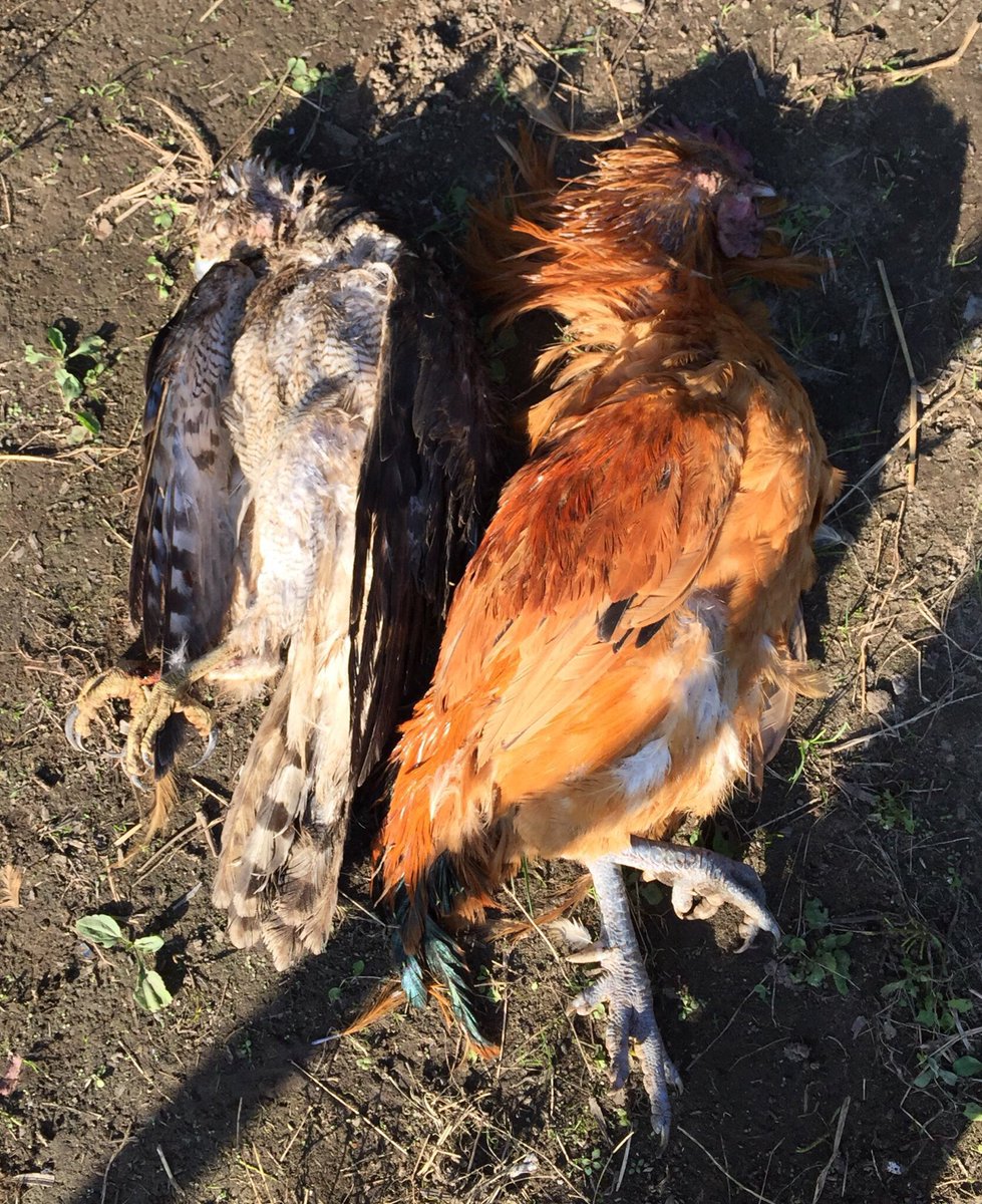 Bloodpython1234's tweet image. 名古屋コーチン新鮮だから食うかトカゲの餌にする