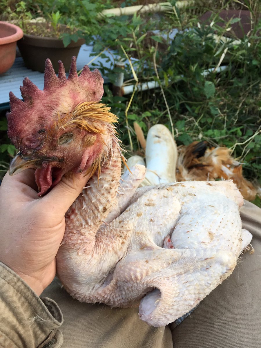 Bloodpython1234's tweet image. 名古屋コーチン新鮮だから食うかトカゲの餌にする