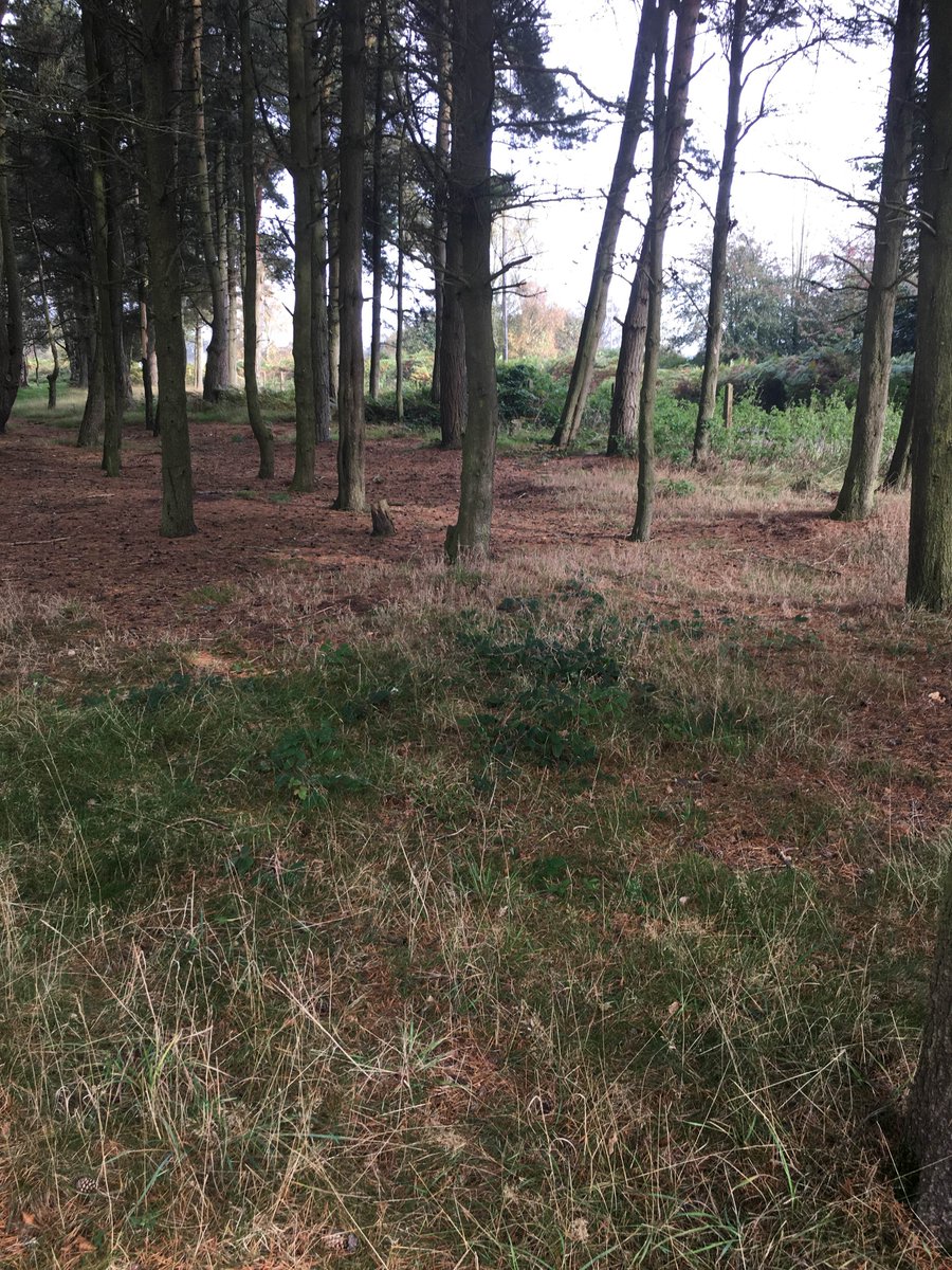 Operation Chameleon tweet media