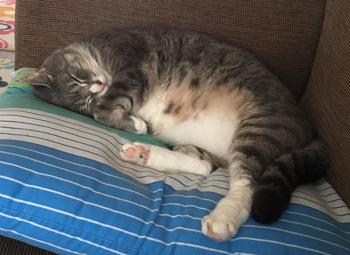 MarkW_CSI's tweet photo. @IAmTheeMinx @JournoJane Look who is having a snooze next to me on the sofa 😺💤 #SnoozyKitty https://t.co/ANuUfCFQGc