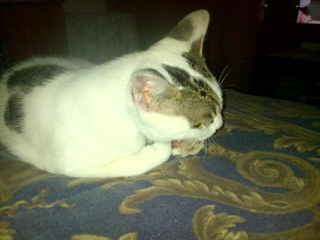 JosephsReshanda's tweet photo. "Licking my paw, cos I just got stung by a bee"#fatpaw https://t.co/IkmK9Ciq7e