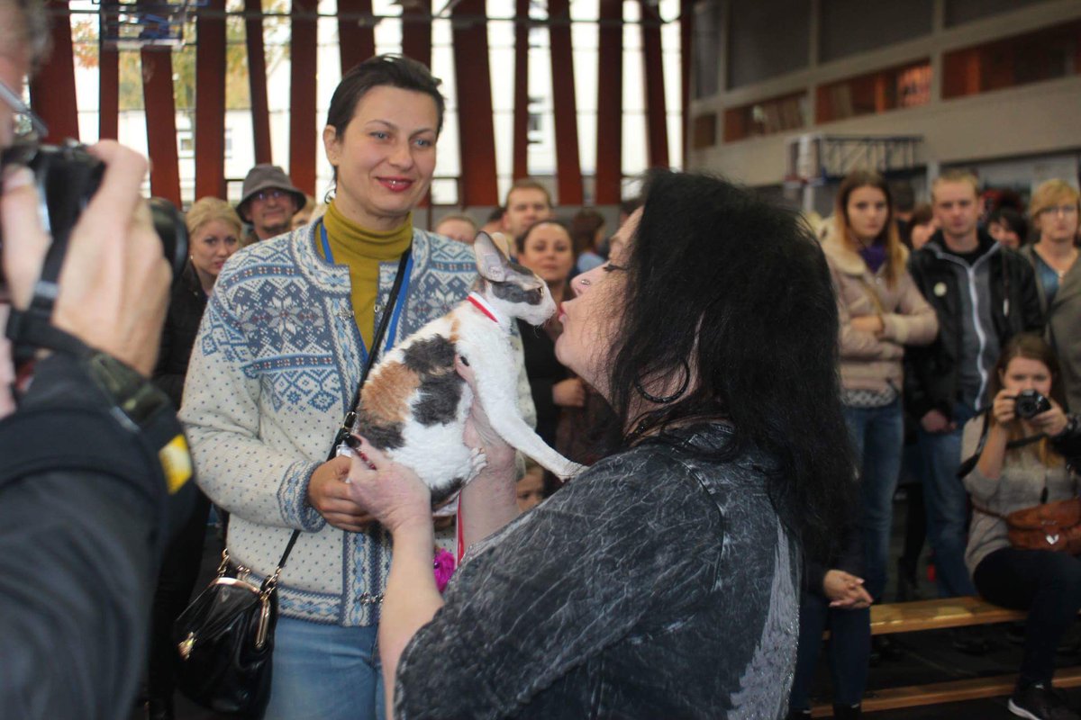 _DeoRex's tweet image. Выставка в Польше. Было весело, судья из Финляндии Kristina Rautio делала вид, что прячет нашего котенка, говорила, что увезет его с собой 😜