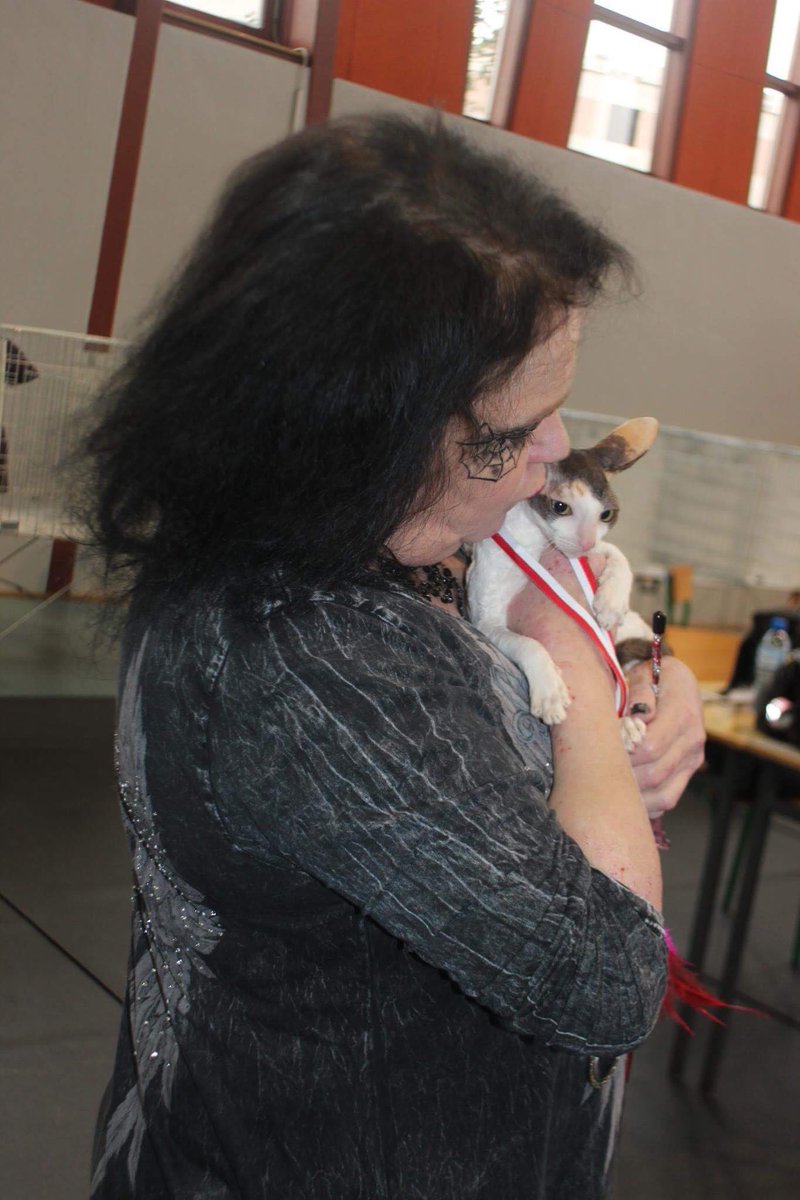 _DeoRex's tweet image. Выставка в Польше. Было весело, судья из Финляндии Kristina Rautio делала вид, что прячет нашего котенка, говорила, что увезет его с собой 😜