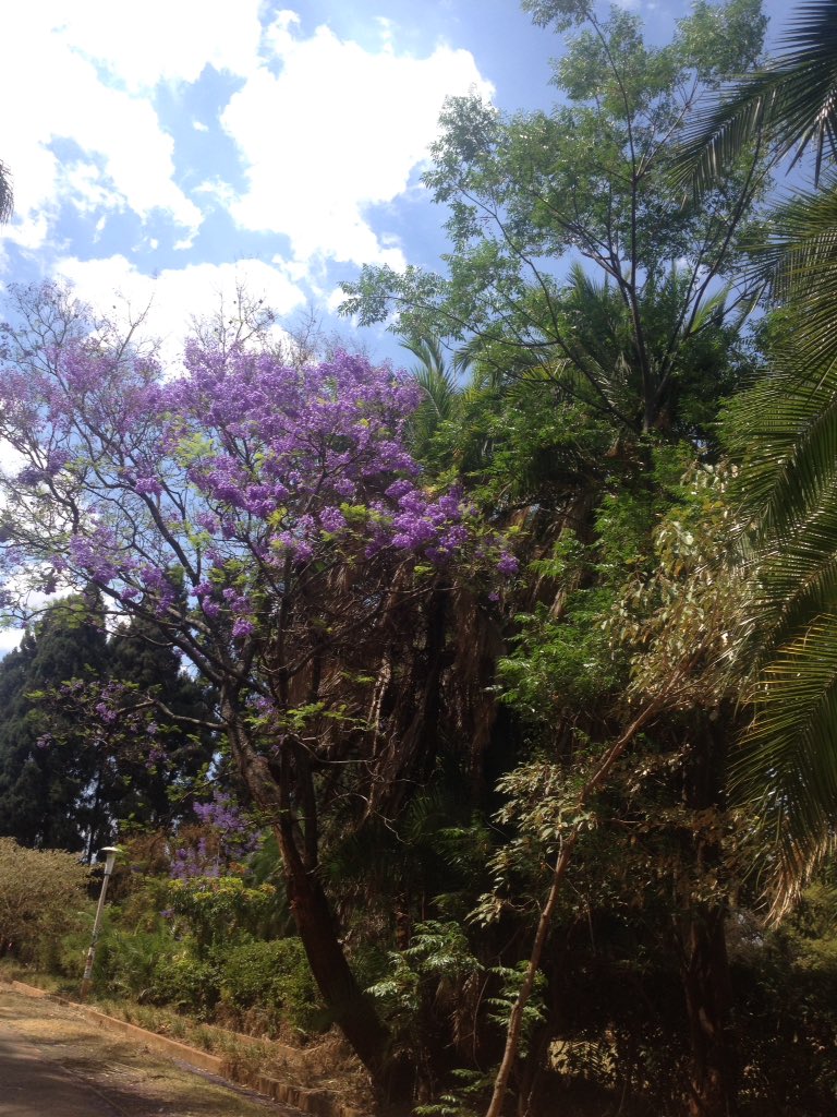 Destination_Zim's tweet photo. Feels so good to stroll in the #Hararegarderns #park. So green, so refreshing, so purplish #jacarandas &amp; pine trees https://t.co/deydzD2yxx