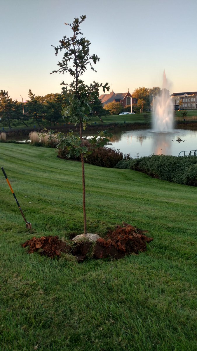 A bur Oak -- 1 in the ground 29 to go.   .. come help us this morning at #jhbmc bayview