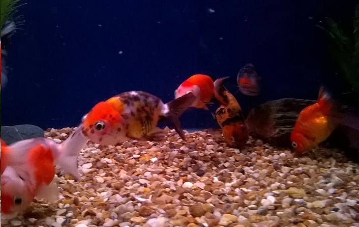 FishFinatics1's tweet image. Our #FancyGoldfish section is now open with lots of beautiful healthy fish ready to collect.  For further details, call us on 01704 891 796