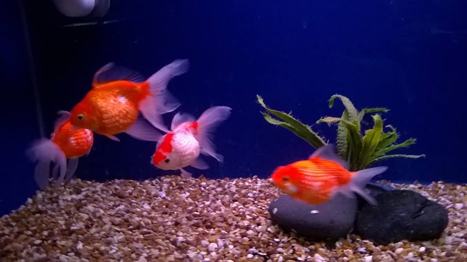 FishFinatics1's tweet image. Our #FancyGoldfish section is now open with lots of beautiful healthy fish ready to collect.  For further details, call us on 01704 891 796
