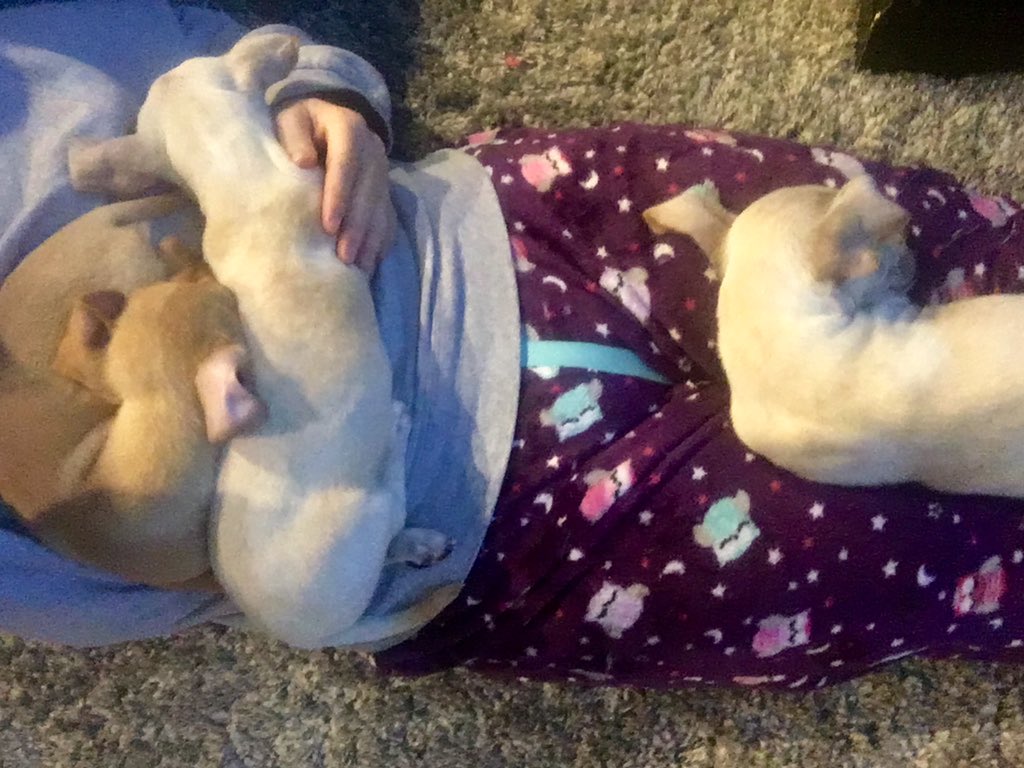 upliftme2girl's tweet photo. Early am problems! @angelsrescue #fuzzypjs @powelljolie #littleloungers #stuckhereforawhile https://t.co/yLjTmwoZoL