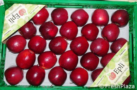 FreshPlaza_es's tweet photo. Italia: La cosecha de manzanas Eplì empezará dentro de dos semanas @Eplimela
https://t.co/HfHRqZzaaN https://t.co/juWP2YLv92