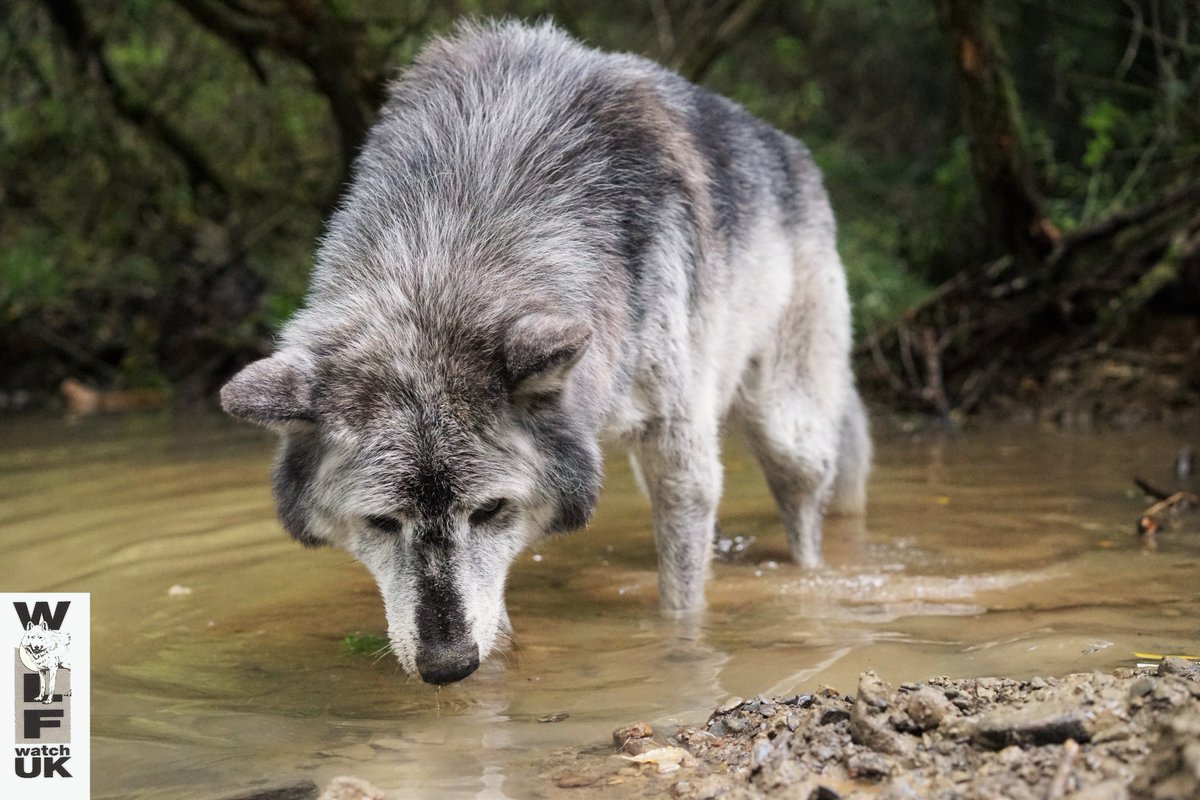 WolfWatch_UK's tweet photo. Do Canadian Costal Wolves remind you of anyone!? https://t.co/fE4fjm3irb 
#blackcanadianwolf #Madadh #wolfrescue #wwuk #workingforwolves https://t.co/IUY8win2EE