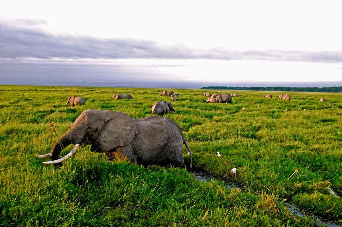 Inilah Spesies-species yang Terancam Punah karena Manusia ow.ly/RKhq305Feg3 <a href="/WWF_ID/">Yayasan WWF Indonesia</a>