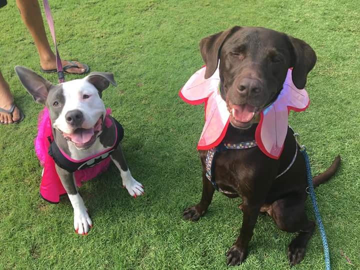 MrJayHaley's tweet photo. @mrjaxtaylor lol my pups https://t.co/KswDoRD7IN