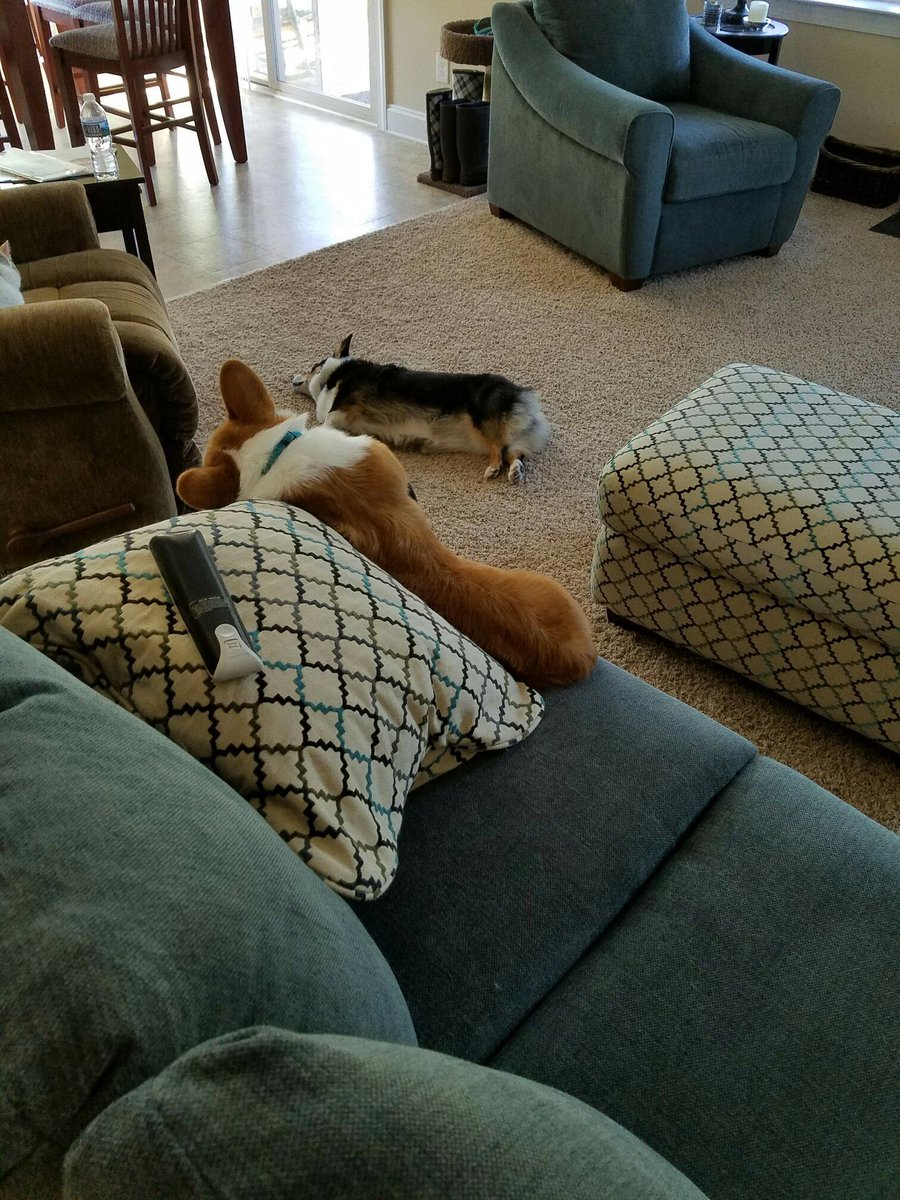 trfullerton8's tweet photo. My mom has sent me pics of our puppy falling asleep in random places throughout the day. #givingmelife #soprecious https://t.co/Zc8Uh82QbT