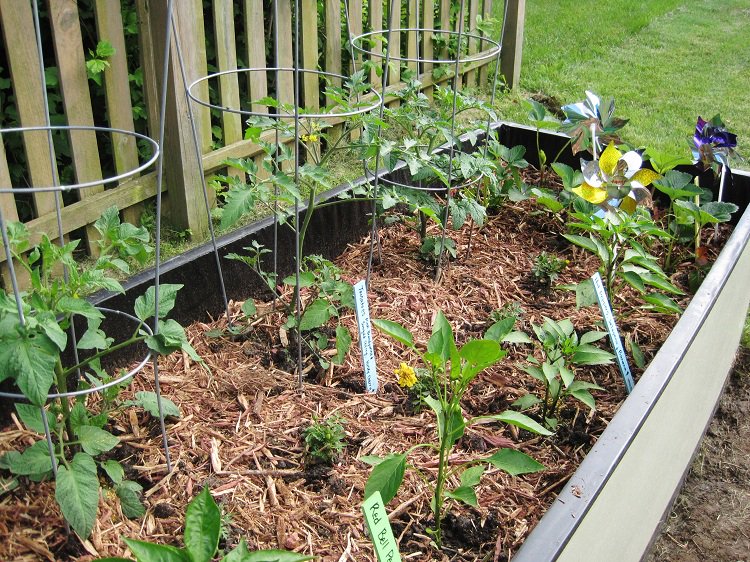 rusticviewgarde's tweet photo. A 2 to 3 inch layer of native mulch, shredded leaves or pine straw moderates the soil temperatures and holds in moisture. https://t.co/s7c8tST7jR