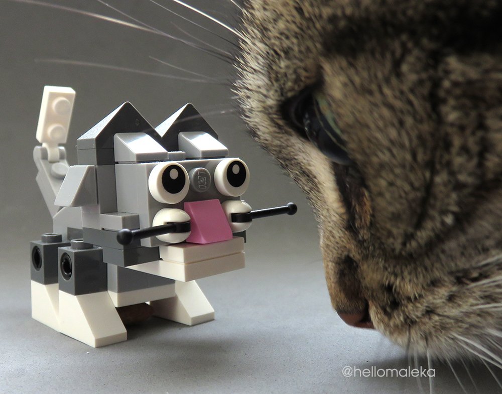 I admires it. #NationalCatDay #NationalMeDay ... Meow Day?