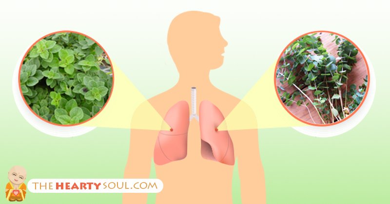 herbgazette's tweet photo. 3 Lung-Cleansing Herbs That Help Your Lungs Breathe Out Toxic Pollution FASTER #HERBS#herbal https://t.co/N7M0dWNmqh https://t.co/oYRVmjfPnx
