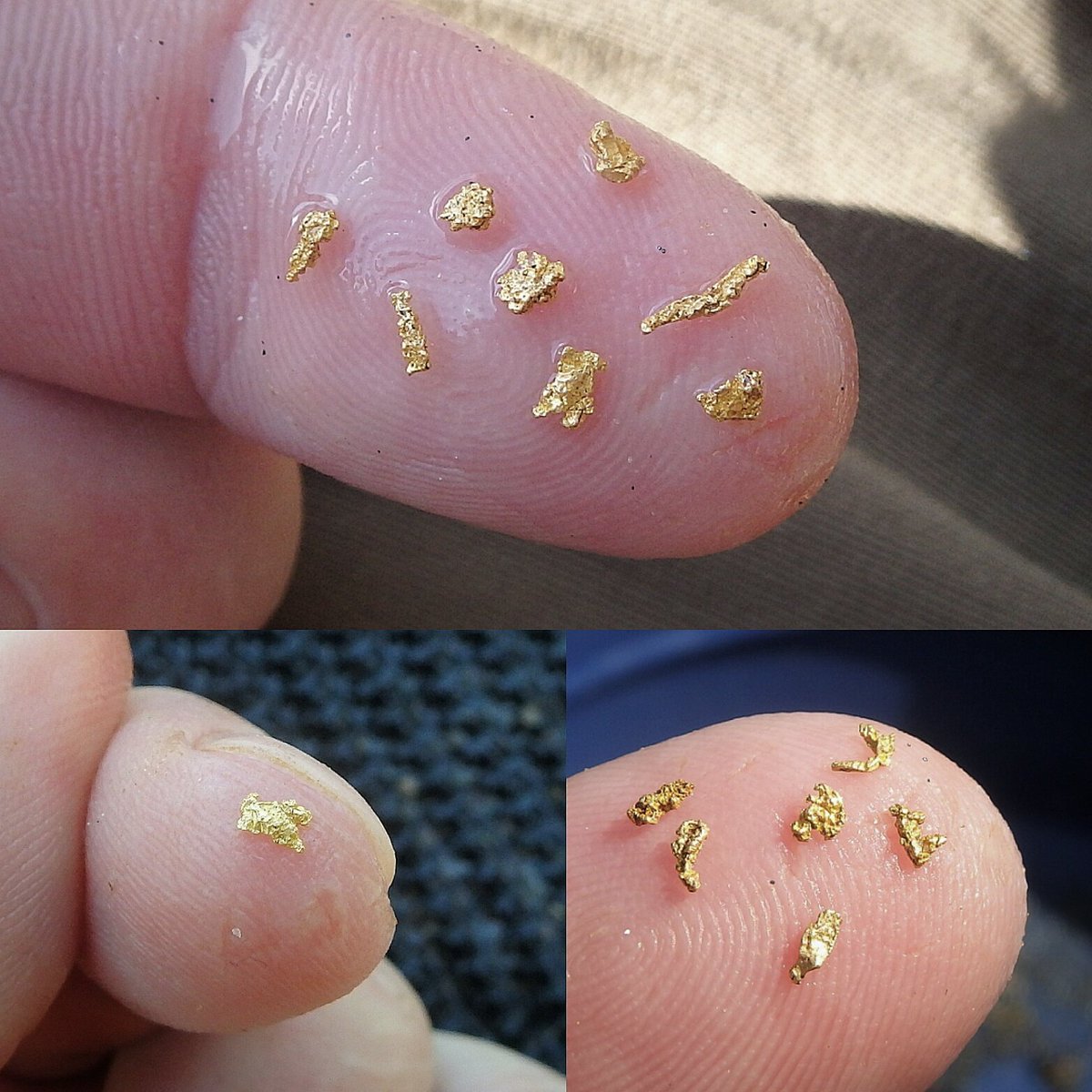 sluicelee's tweet photo. Got in some #highbanking last weekend, found some crazy good #gold, we're getting close to the source :) #happyprospecting #goldprospecting https://t.co/d5zIDXRY3Z