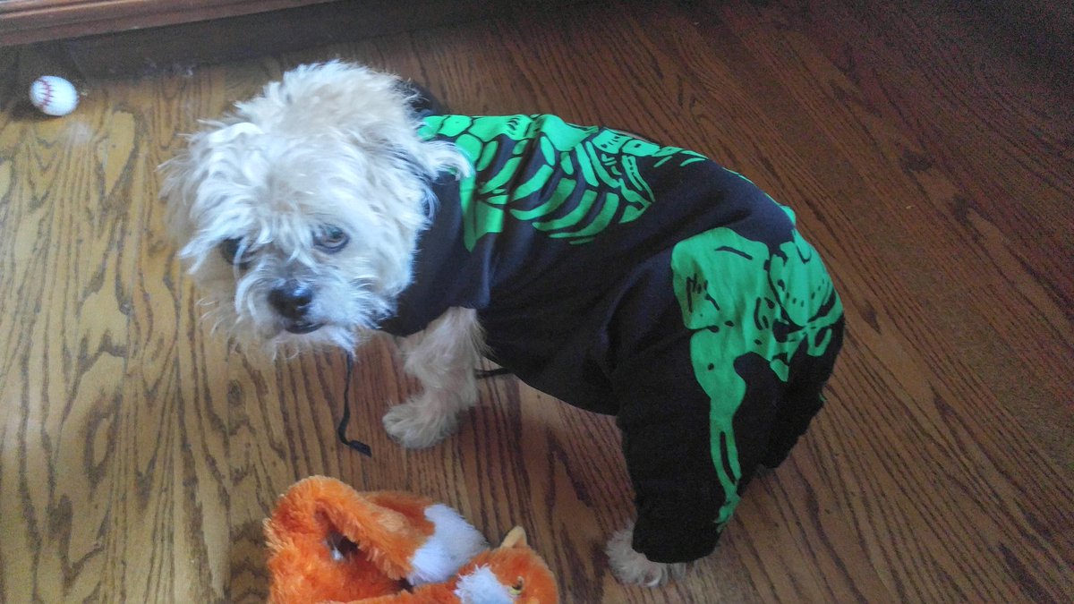 GizmoIsSleepy's tweet photo. Happy Halloween https://t.co/m72HNuqHdt
