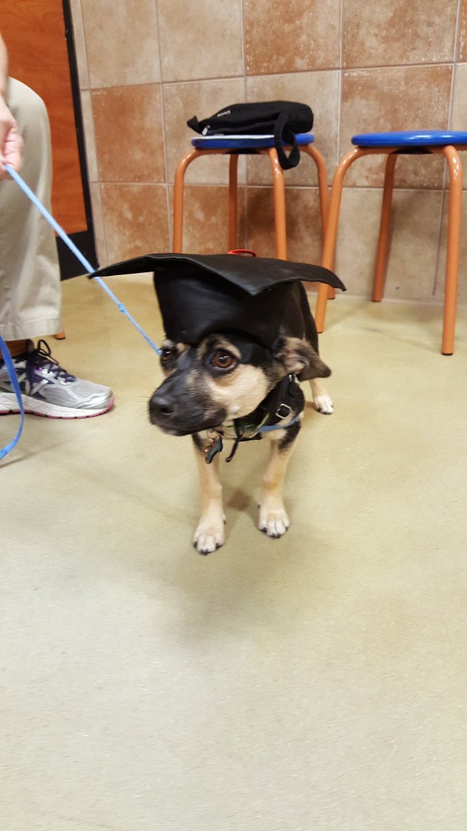 AnnMcCann16's tweet photo. 2329 graduates Annie, Big Puppies and Bridget from Beginner class https://t.co/VwPcRXbjhs
