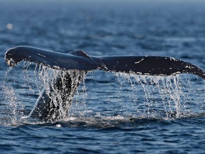 pauljboyd's tweet image. RT ClearPthCapital "A standard statistical model for stock prices is probably wrong #mpt #stockvaluations

 … https://t.co/kyTJG4wuX0"