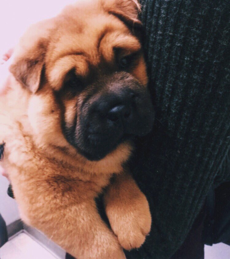 ツ (@singoehring) on Twitter photo visited a pet shop last weekend, played with this cute pup & named him scout and i now miss him terribly :(thought i'd share🐶♡<a href="/chasegoehring/">Chase Goehring</a> visited a pet shop last weekend, played with this cute pup & named him scout and i now miss him terribly :(thought i'd share🐶♡<a href="/chasegoehring/">Chase Goehring</a>