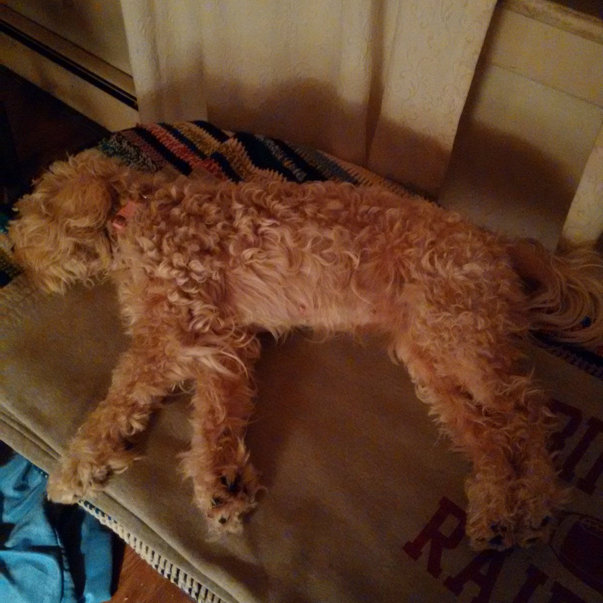 BooksAboutDogs's tweet photo. Long day. Now time for Lily Rose to sleep.🐕 https://t.co/RqWhPWT9Rq