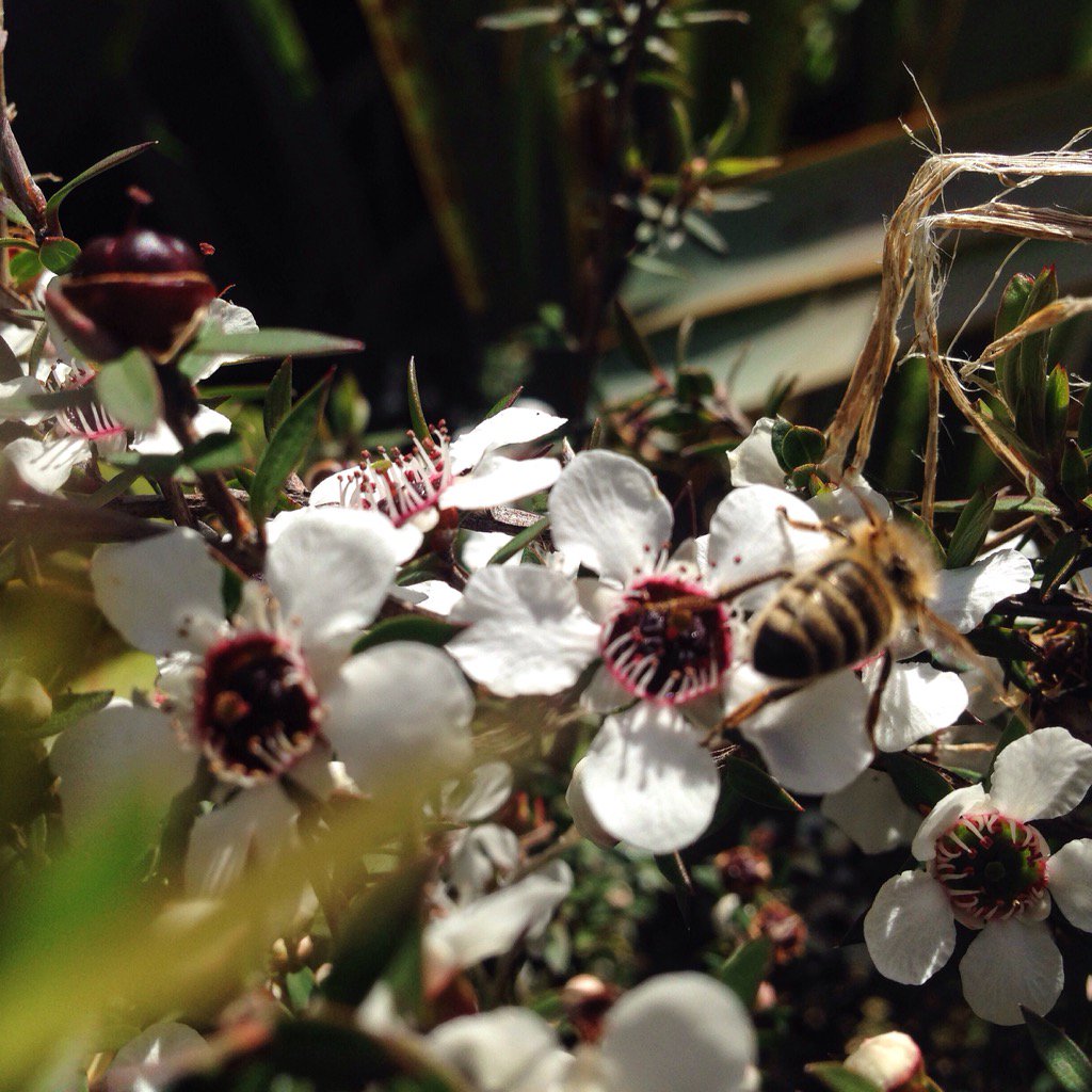 Stage 1 of this seasons batch of Manuka 🐝💤 #savethebees #honeybees #bees #honey #manuka #manukahoney #naturalfood