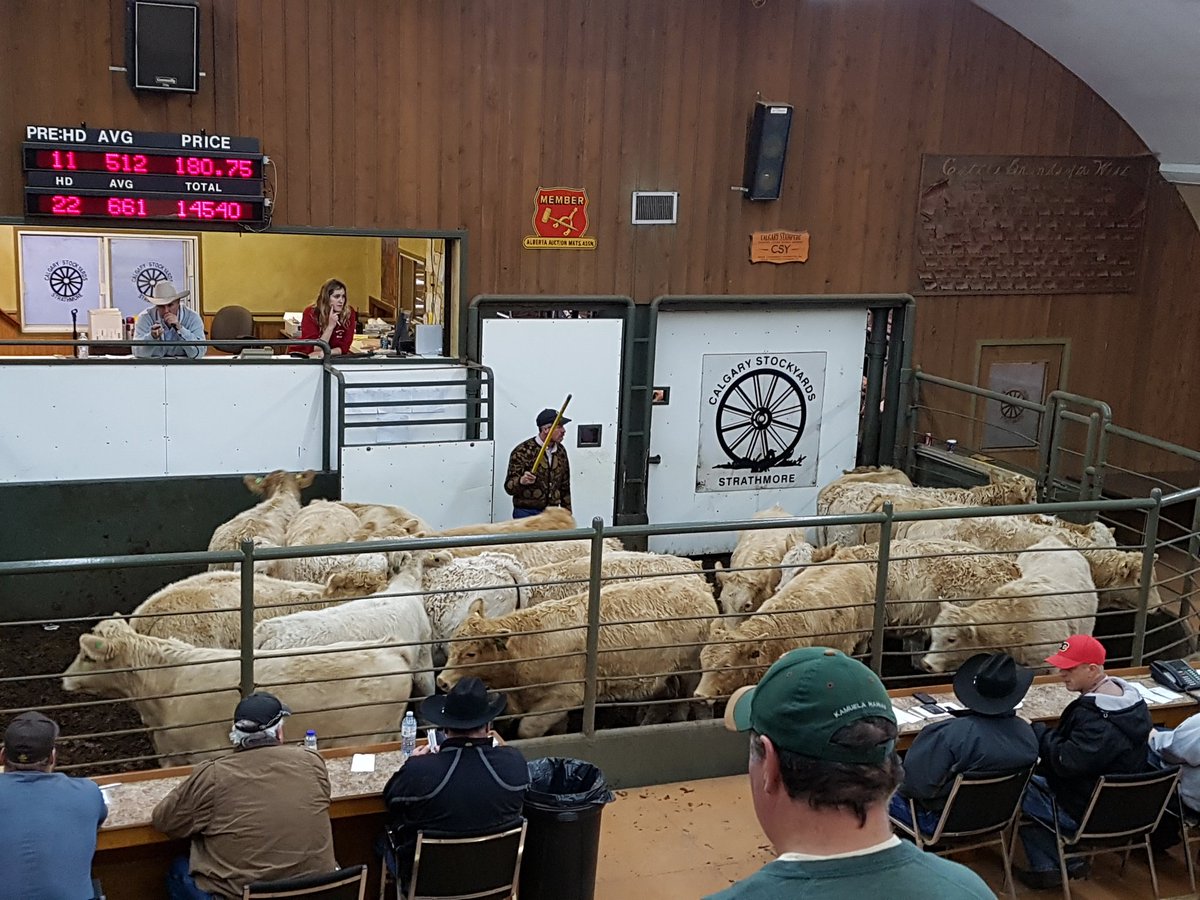 WillWirvine's tweet photo. Selling their Red Angus Simmental X mommas November 30th along with the KMR Ranch cows and the Stoodley bred hfrs https://t.co/T5FOMqwYlA