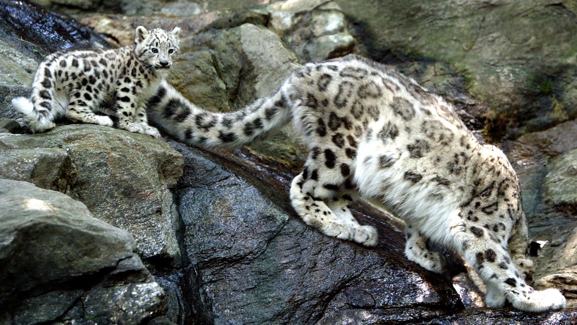 CBCNews's tweet photo. Two-thirds of wild animals will disappear by 2020, and humans are to blame, WWF says https://t.co/gf60NgyRCD https://t.co/boegMLAbcw