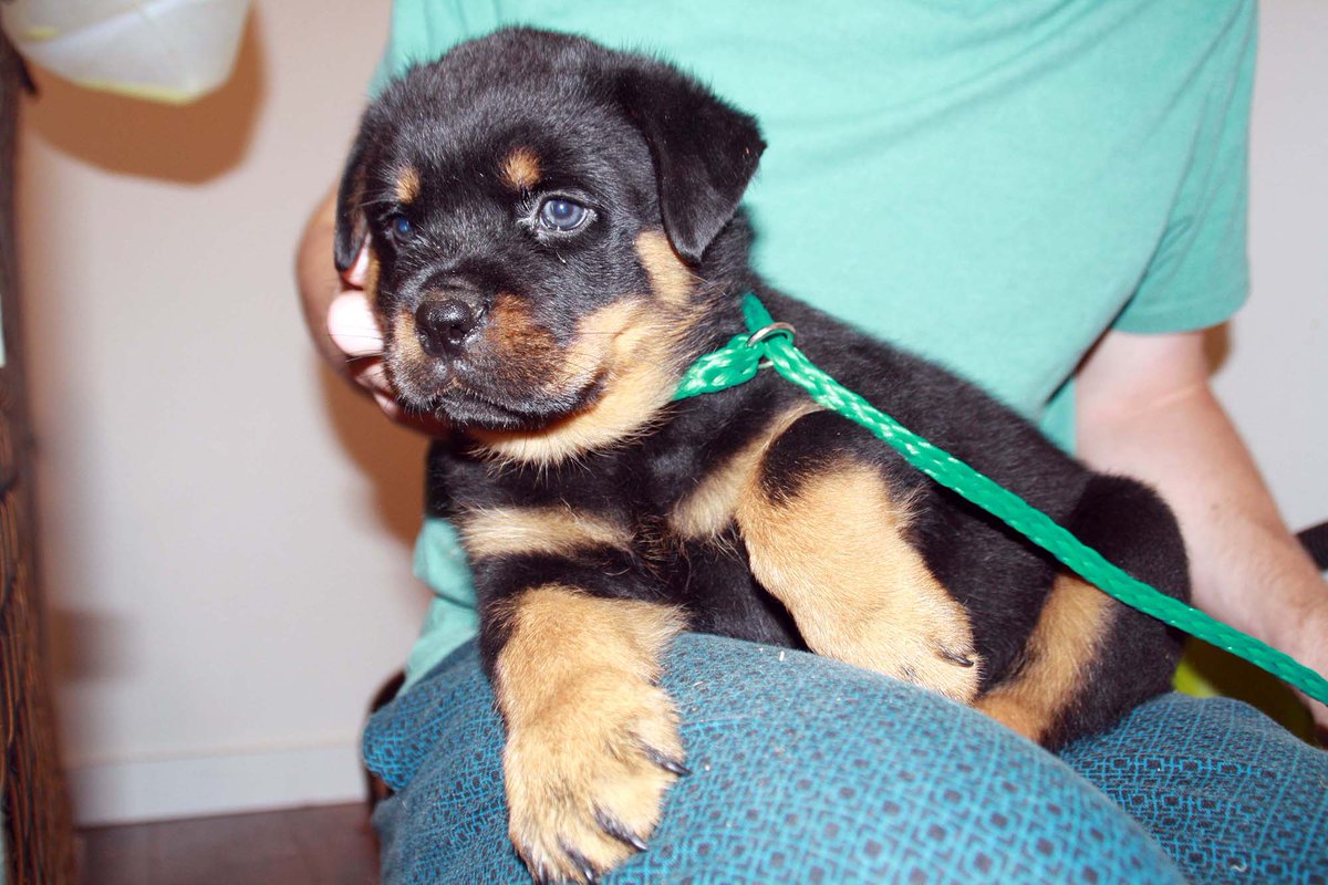 rottpups's tweet image. 3 Male AKC Rottweiler Puppies left. Located in Michigan. Call (231) 675-8581 for more info or check us out at pantheonrottweilers.com