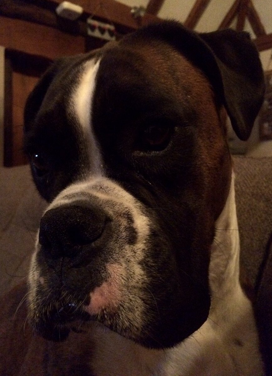 ChrisHainestuns's tweet photo. Just told Bundydog she can't come with me to @CAMRAswale  #BeerFestival tomorrow it hadn't gone down well https://t.co/9lNQSgt9qo