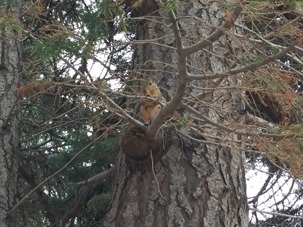 TiffanyReiss's tweet photo. I was under observation @WSUPullman https://t.co/zCoe4w6iBL