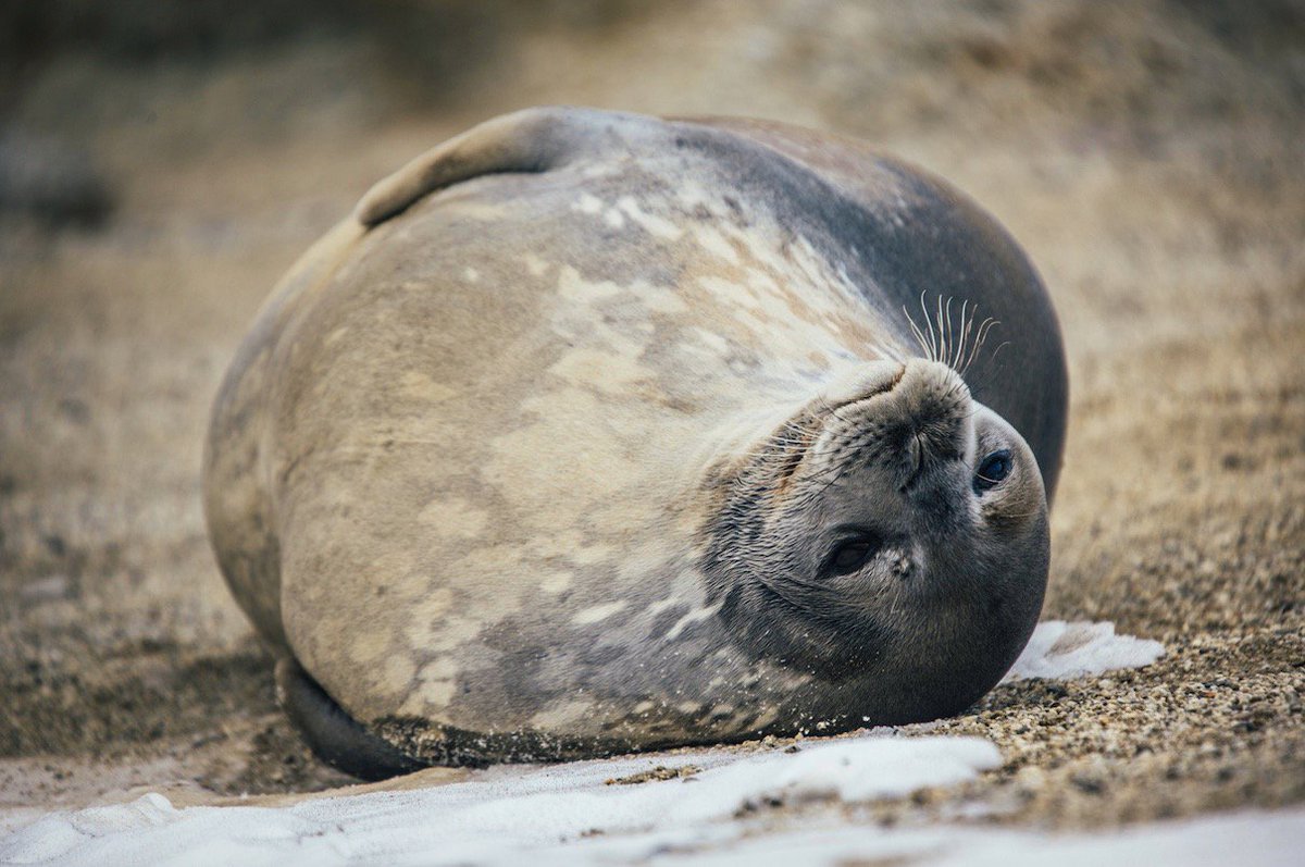 LewisPugh's tweet photo. BIG NEWS: The Ross Sea has been declared a Marine Protected Area! The largest in history. https://t.co/DNIzYOSBZs #RossSeaMPA https://t.co/YIuQtsoiQz