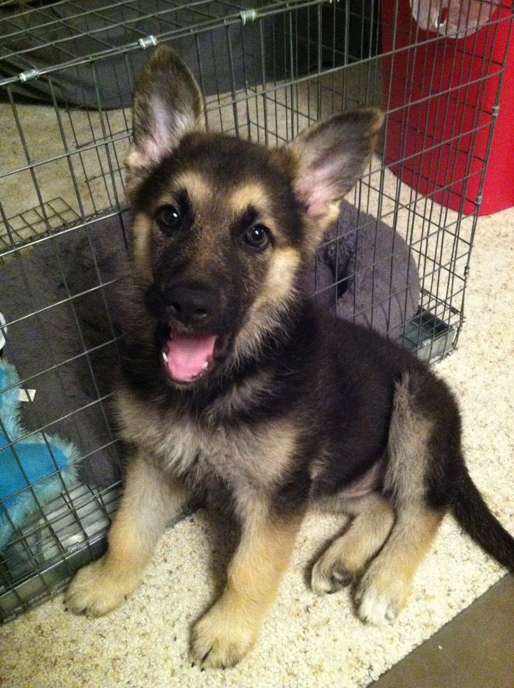 PuppyProperties tweet media