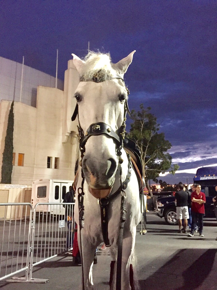 USC MASCOT Traveler (@USCMascot) | Twitter