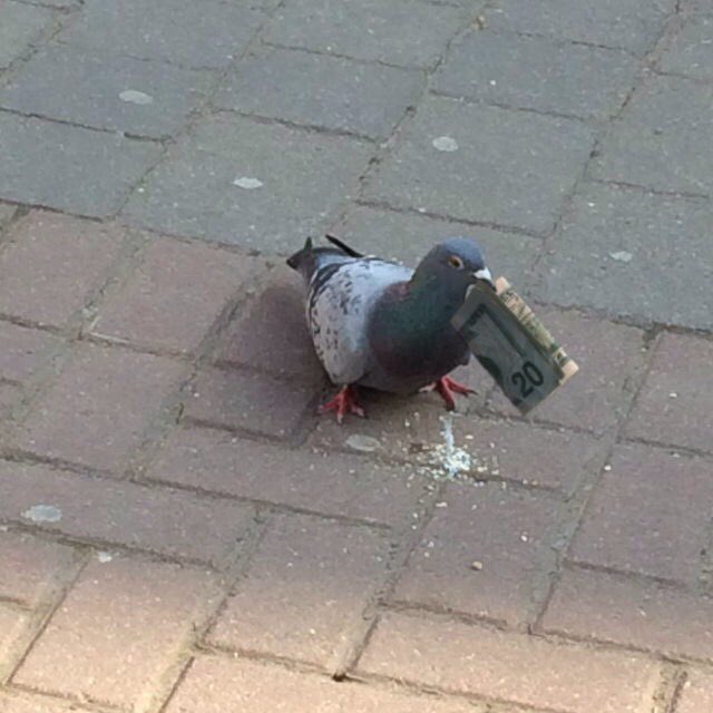 WORIDSTARC0MEDY's tweet photo. RT if this bird has more money than you https://t.co/vItpjn1FpG