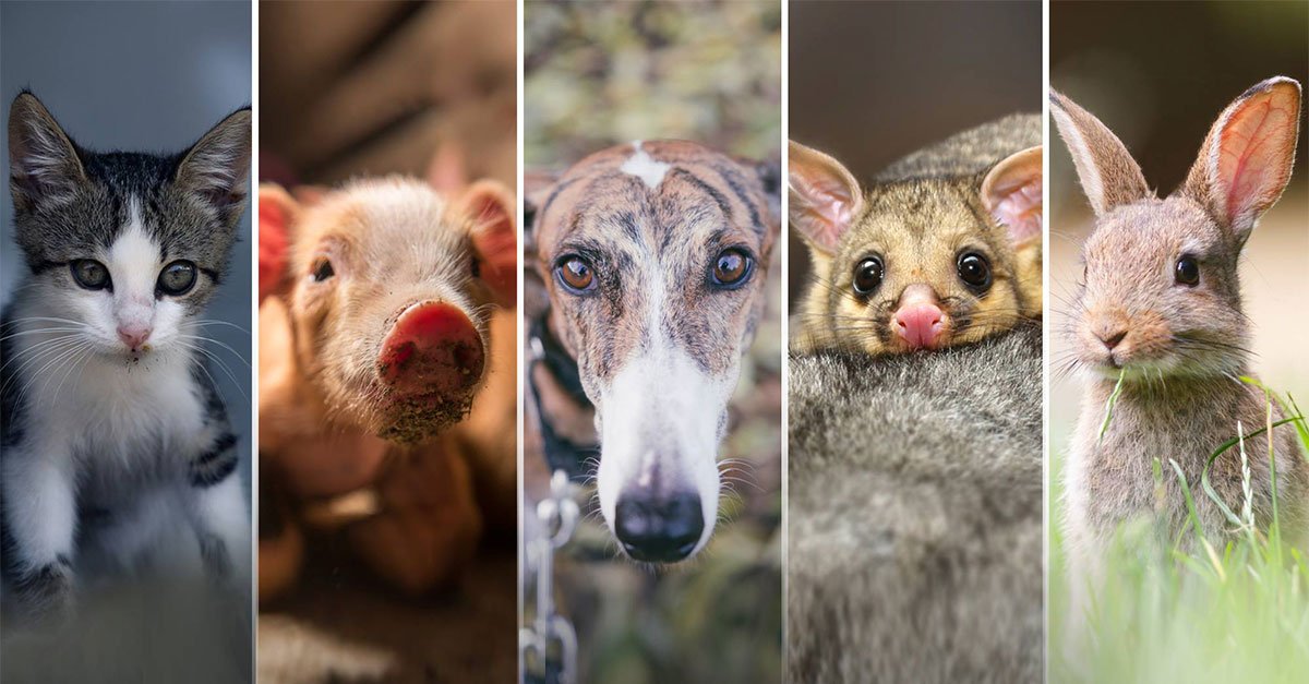 AnimalsAus's tweet photo. Join the calls to #EndGreyhoundRacing Australia-wide! https://t.co/zI8g8fDlXK #GreyhoundRacing #IStandWithAnimals https://t.co/lEV7mFzYbP