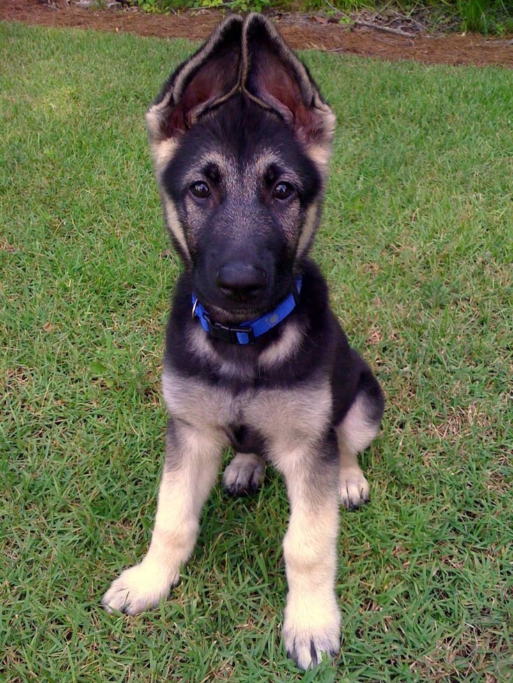 German shepherd hotsell puppy ears