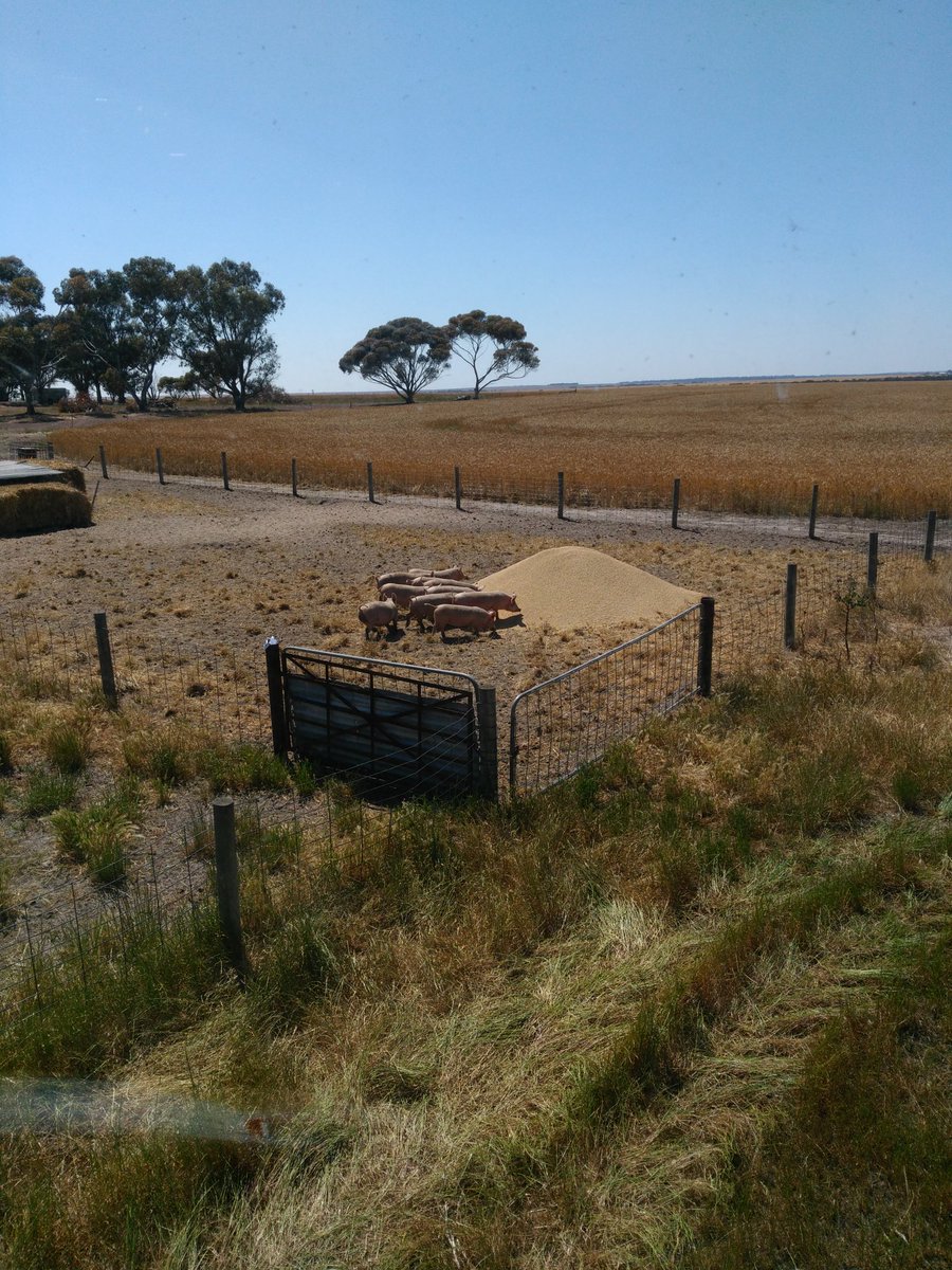 Feeding the pigs barley sample to green sums up value of barley anyway