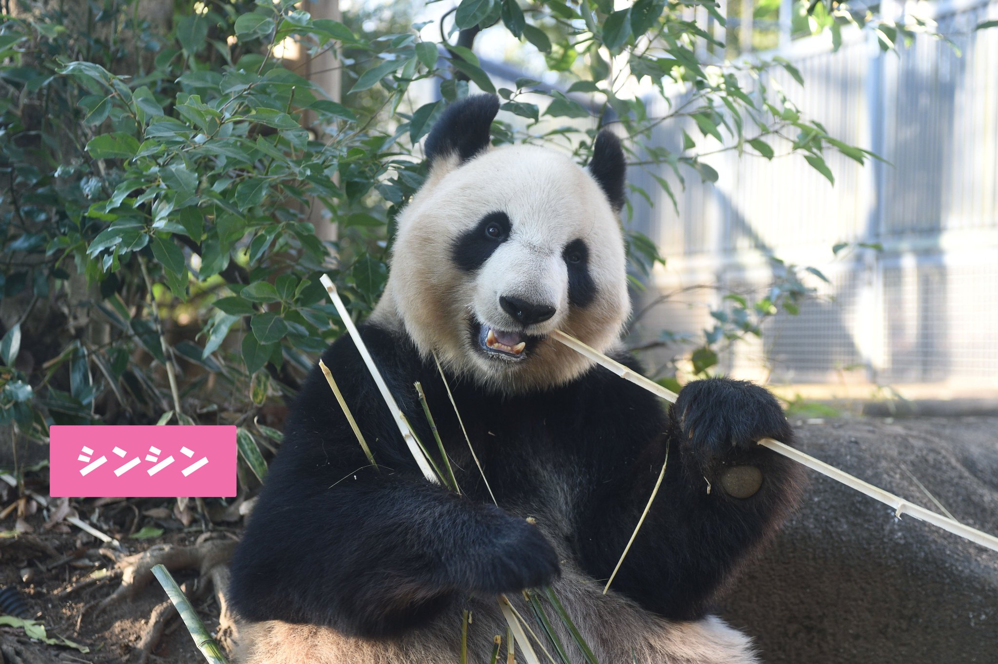 上野のパンダ シャンシャンと上野動物園パンダ物語 (ジュニア・ノン
