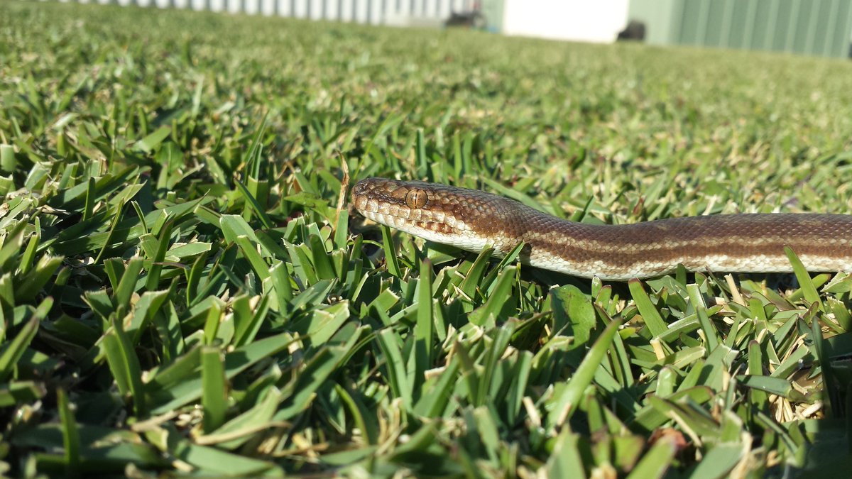 Reptile Rescue WA (ReptileRescueWA) Twitter