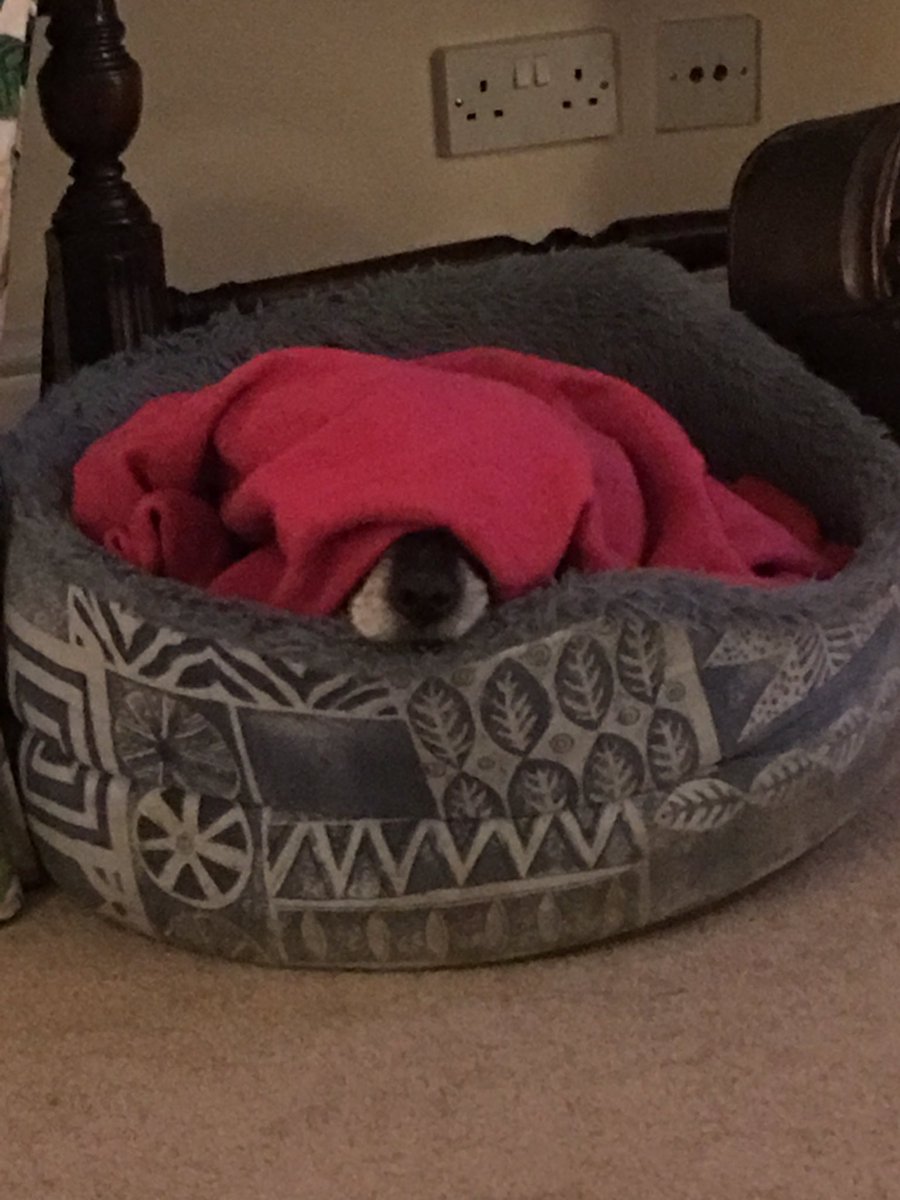 SaraMartinORB's tweet photo. It's been a long week for Mutley. #dogs #FridayFeeling #cantheweekendjuststartnow https://t.co/URbU7mF4Dm