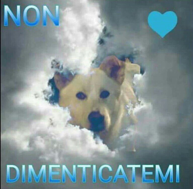 MaurizioZuccon's tweet photo. Il 26 novembre manifestazione a #Sangineto
#giustiziaperAngelo https://t.co/nUEyTQ9mn1