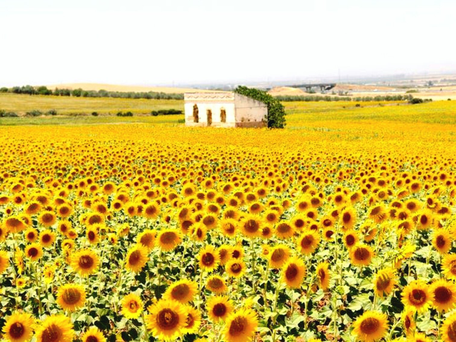 旅先bot ひまわり畑inスペイン スペインのアンダルシアにある 大地を埋め尽くすひまわりは6月が見頃 海外旅行 旅行 絶景 ひまわり いいなと思ったらrt T Co Tztnn9brxw Twitter