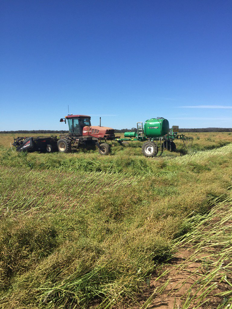 DuncanThomas14's tweet image. Windrowing Monola 416TT #Paddockpride @NuseedAustralia #mitiamo