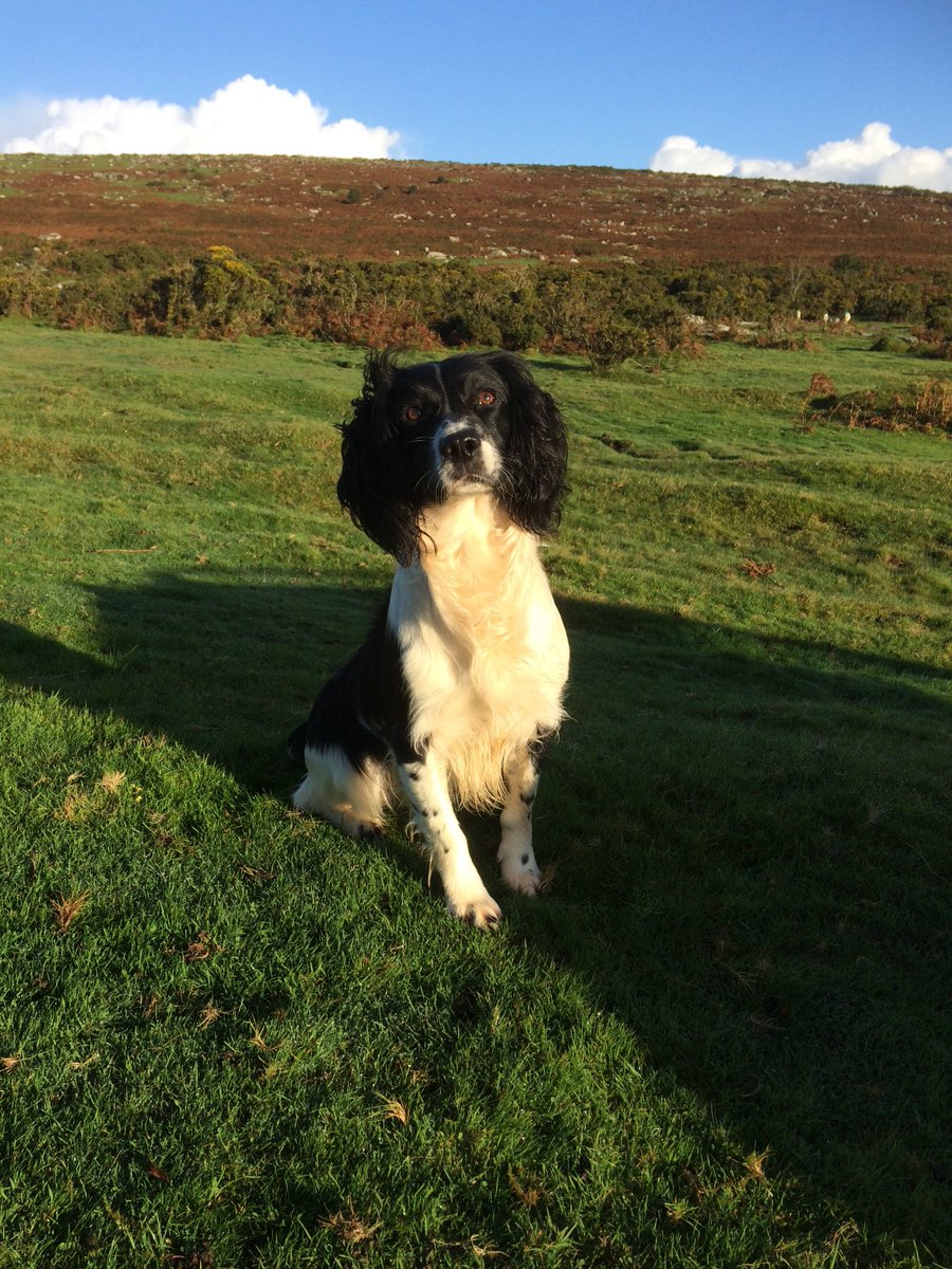 TorwindSpaniels's tweet photo. Looking forward to Broc's BVA hip score results due in a few weeks . The X-rays were looking good https://t.co/vu22dDevxF
