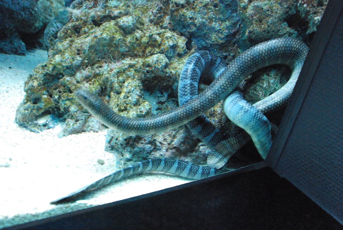 ニッポン隅々観光 Twitterissa T Co Kjdjrz0etc 水族館ってやつは地域性があって面白い いおワールドかごしま水族館 には関東にはいない南洋の魚がたくさんいた 中でも 個人的にお気に入りなのはウミヘビとチンアナゴの下半身 ウミガメの 赤ちゃんも ニッポン隅々観光 Twitterissa T Co Kjdjrz0etc 水族館ってやつは地域性があって面白い いおワールドかごしま水族館 には関東にはいない南洋の魚がたくさんいた 中でも 個人的にお気に入りなのはウミヘビとチンアナゴの下半身 ウミガメの 赤ちゃんも